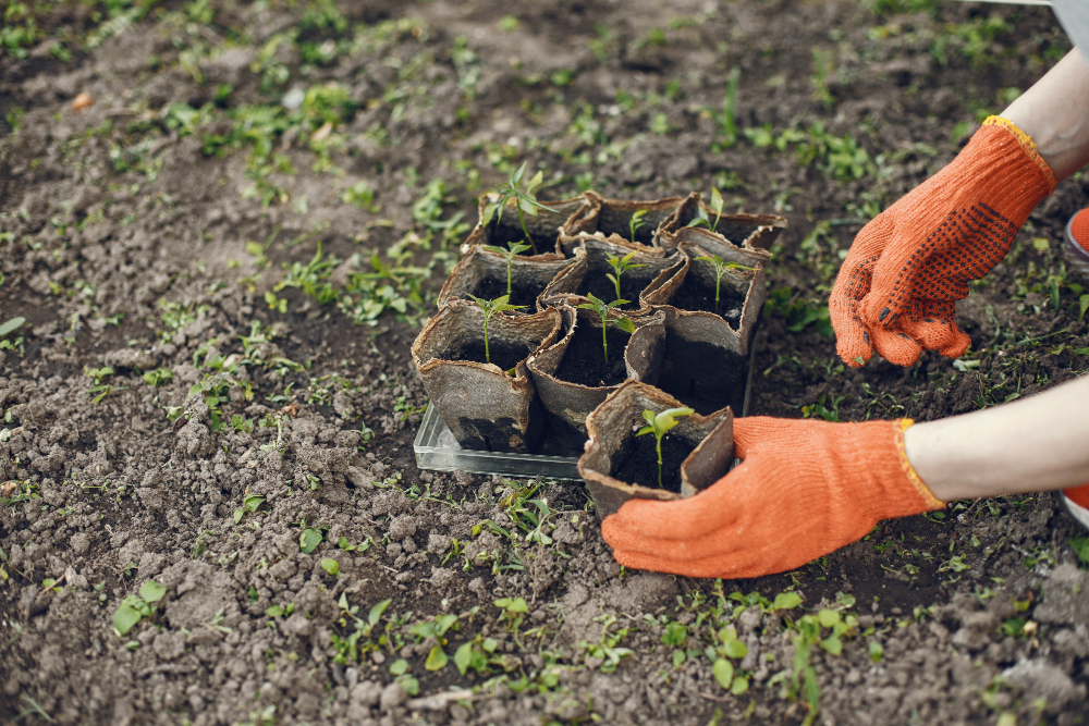 Read more about the article What is the Science of Fertilizer Treatment?