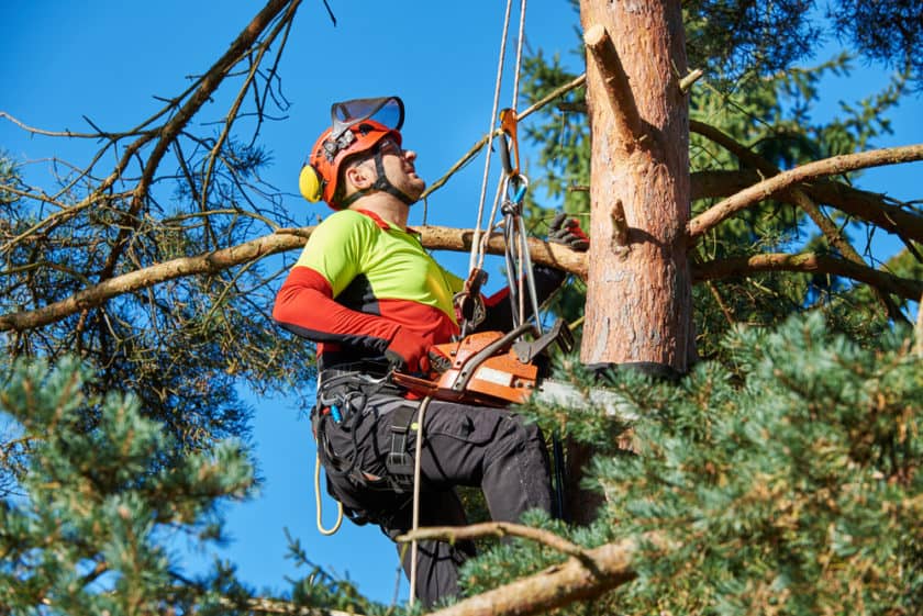 arborist-insurance-e1604660051518